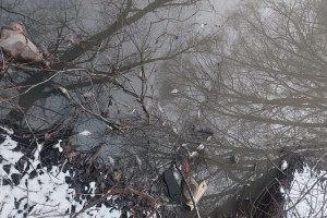 Прокуратура начала проверку из-за массовой гибели рыбы в Добросельском пруду во Владимире