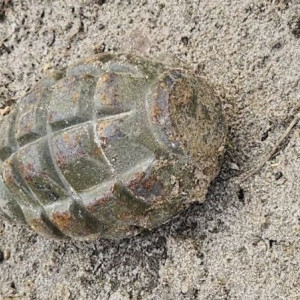 Спецслужбы съехались к двухэтажке в Гусь-Хрустальном из-за сообщения о гранате