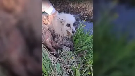 Во Владимирской области в канаве нашли изрезанную собаку