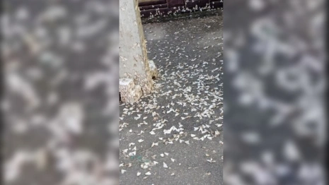 Бабочки непарного шелкопряда добрались до Меленковского района