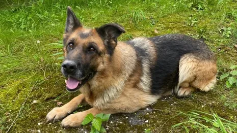 Владимирские полицейские объявили поиски нового хозяина для служебной собаки