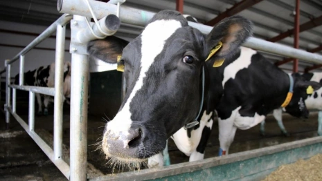 В Суздальском районе открыли молочный комплекс на 480 голов