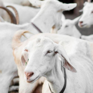 Россельхознадзор проверил массовые захоронения домашних животных в Грибово
