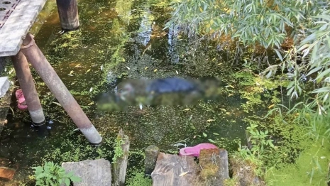 В Суздальском районе нашли труп бабушки в канаве с водой