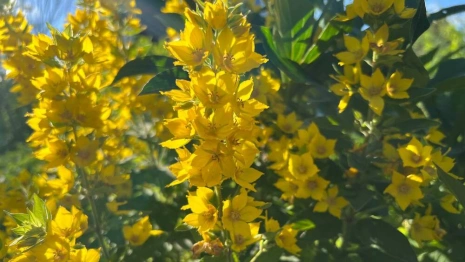 Прогноз погоды во Владимире и области на 24 июля