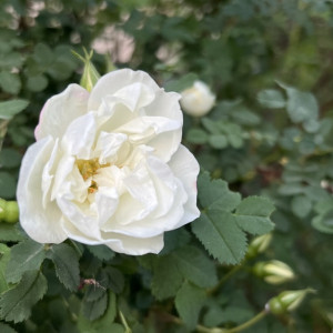 Прогноз погоды во Владимирской области на 4 июня 2025 года