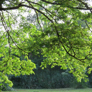 Жители Владимира создали петицию против застройки парка «Дружба»
