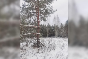 В Меленковском районе нашли браконьерские солонцы