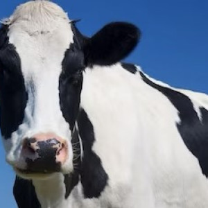 В Ковровском районе обнаружили очаг лейкоза коров