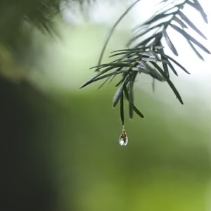 Жителям Владимирской области пообещали +10 и слабый дождь