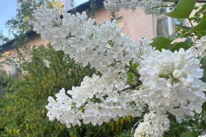 На неделе во Владимирскую область придет жара до +28 градусов