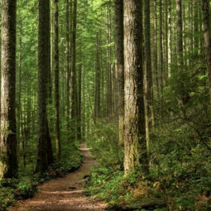 Во Владимирской области волонтеры прекратили поиски 70-летней бабушки в голубых тапках