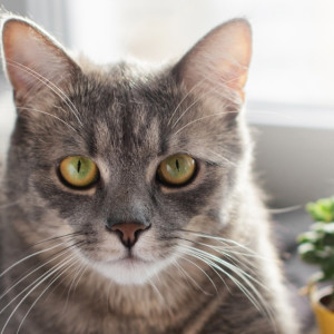 Жительница Меленковского района зарубила топором соседскую кошку