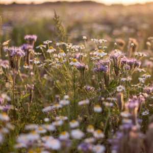 Прогноз погоды во Владимирской области на 11 августа