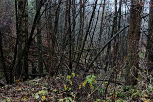 Прогноз погоды во Владимирской области на 10 ноября 2024 года