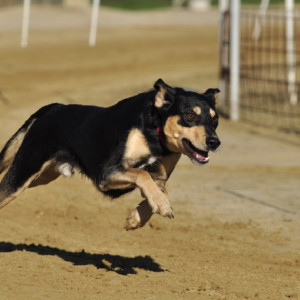 Жители Владимирской области пожаловались на нападения собак