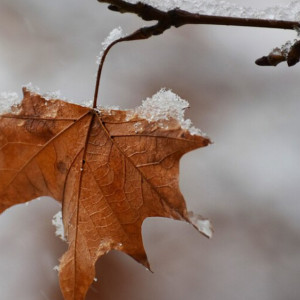Синоптики пообещали снег с дождем на рабочей неделе во Владимирской области