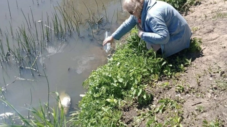 В озере Федоровское под Киржачом массово погибла рыба