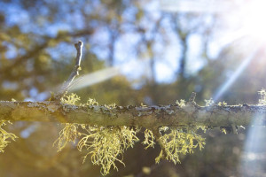 Апрельское тепло во Владимире побило рекорд 41-летней давности