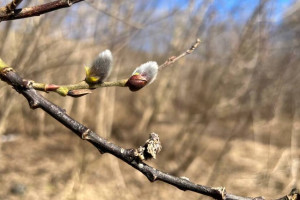 Прогноз погоды на 1 апреля 2024 года во Владимире и области