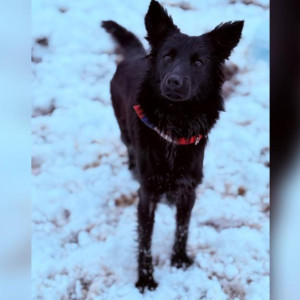 Во Владимире собаку спасли из ужасных условий у цыган