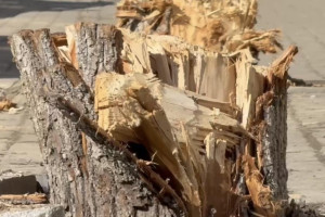 В историческом центре Владимира вандалы спилили молодые деревья