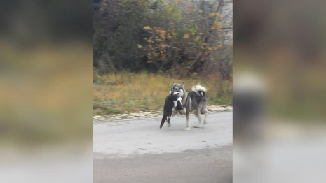 В поселке под Гусь-Хрустальным бездомные собаки загрызли 40 кошек