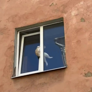 Во Владимире спасли застрявшего в окне кота