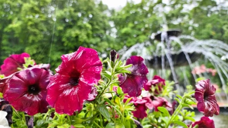 Самым дождливым днем недели во Владимирской области станет 26 июля