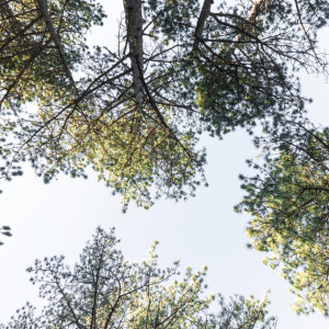 Прогноз погоды во Владимире и области на 25 мая