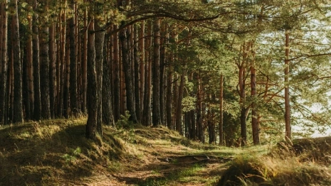 Во Владимирской области нашли живой заблудившуюся в лесу пенсионерку с собакой 