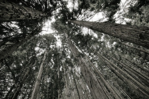 Пропавшего в муромском лесу мужчину нашли мертвым