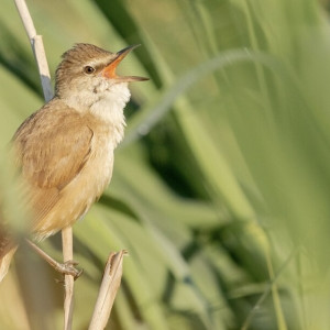 Седьмой день Великого поста: что можно и нельзя 24 марта