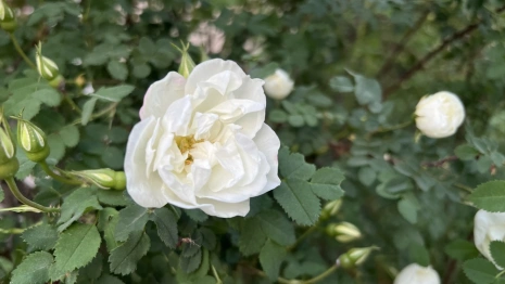 Прогноз погоды во Владимирской области на 4 июня 2025 года