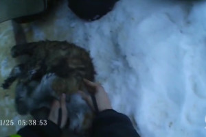 Во Владимирской области спасатели откачали отравившуюся угарным газом кошку