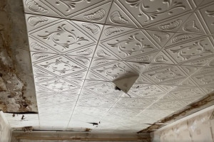 Во Владимире прокуратура начала проверку в доме с грибами на потолке