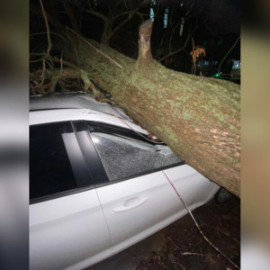Во Владимире дерево упало на иномарку