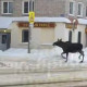 На улицах Коврова заметили живого лося