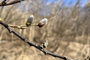 Выходные во Владимирской области закончатся 8-градусным теплом