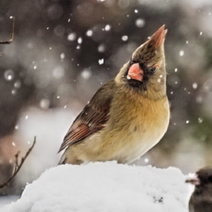 Во Владимирскую область придут затяжные снегопады