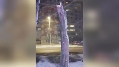 Дерево рухнуло на прохожих в Гусь-Хрустальном: есть пострадавшие