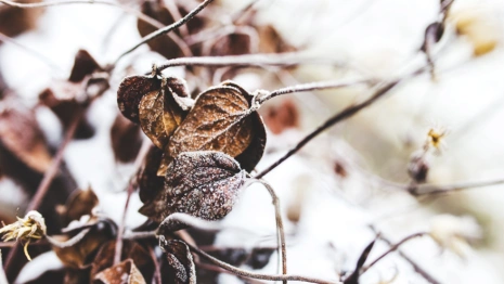 Владимирцам пообещали дождливые выходные со снегом