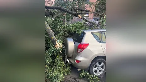 В центре Владимира дерево упало на две машины