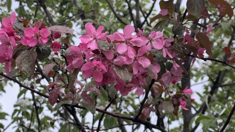 Во Владимирскую область придут дожди и похолодание