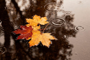 Затяжные дожди накроют Владимир