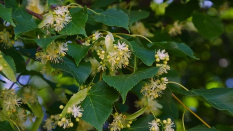 Ульянов день: что можно и нельзя делать 4 июля
