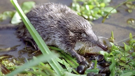 Во Владимирской области сократилась популяция краснокнижных выхухолей