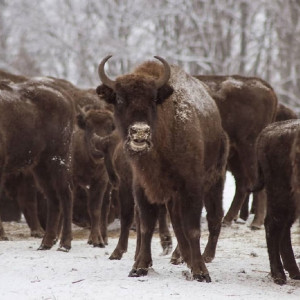 Во Владимирской области зубры заняли четыре района