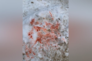 Жители Коврова испугались рассыпанной во дворе отравы для собак