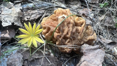 Гайд «День во Владимире». Сбор каких грибов может обернуться уголовным делом